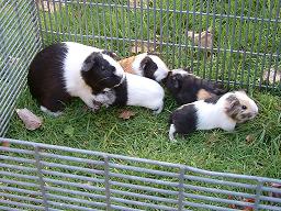 Click for larger image (1,024×768) Dutchie’s offspring: two look like Dutchie; a third is mostly black with cream patches; the fourth is mostly light brown with white patches.