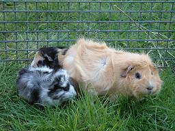 Click for larger image (2,048×1,536) Both of Honey’s offspring are tufty. One is a weave of whites, greys and blacks. The other is mostly black with paths of cream and white.