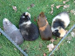 Click for larger image (1,024×768) Silver is a smooth, dappled grey while Babs is a fluffy black.