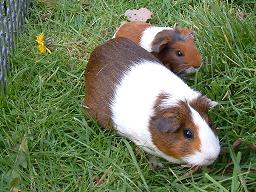 Click for larger image (1,024×1,280) Both of sin’s offspring are smooth with wide bands. One has reds and browns with white. The other has brown, white and black.