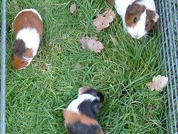 Click for larger image (768×1,024) Sin is a lot like Dutchie but her colours are brown and white, rather than black and white.