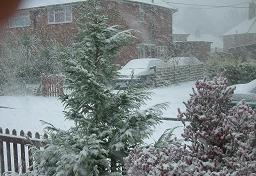 Click for larger image (1,500×1,024) A small tree in front garden looks like an indoor Xmas tree.