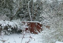 Click for larger image (1,024×1,500) Trees tower above a neighbour’s shed.