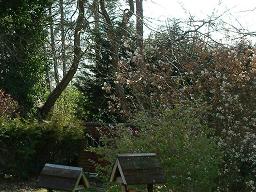Click for larger image (768×1,024) Trees tower above a neighbour’s shed with two birdhouses in the foreground.
