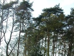 Click for larger image (768×1,024) Trees behind our garden tower above rooves of our workshop, guinea pig house, greenhouse and garage.