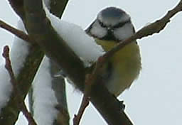Blue Tit looks straight into camera lense from a nearby shrub.