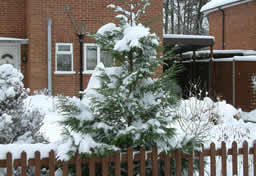 Tree in our front garden look very Xmassy.