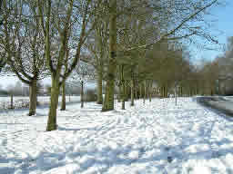 Click for larger image Curving road with bare trees in parallel rows.