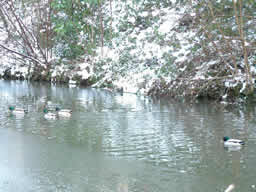 Click for larger image Three ducks swim between ice while another lags behind.