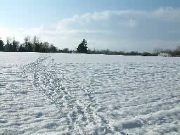 Click for larger image Dense footsteps meandre across a flat snowfield.