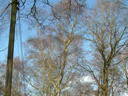 Click for larger image Blue sky between bare trees. Sign on telegraph pole says ‘DANGER OF DEATH’.
