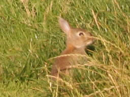 Bunny rabbit in long grass by the road.