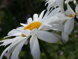 Macro close-up of a white flower.
