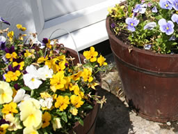 Buckets of flowers outside the pub.