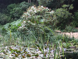 Small lillies floating and tall reeds in the Japanese garden.