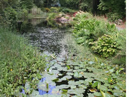 Variety of plants and flowers border the pond.