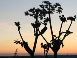 Silhouetted rustic flower against a multicolour sky.