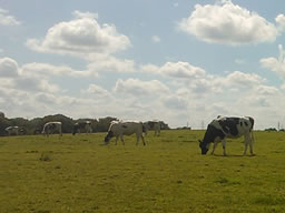 Cows graze on the brow of a broad hill against fluffy clouds in a bright sky.