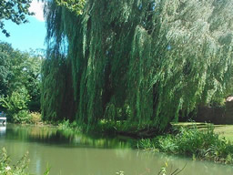 A huge weeping willow brushes the water in a turning area for narrowboats.