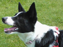 Bella