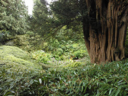 Pond in a hollow lined by trees and shrub-covered rocks.
