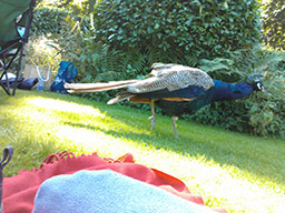 Peacock doing it’s best Road Runner impression.