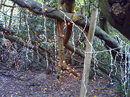 Xmas tree lights draped around twisted trees which sprawl and arch overhead and long both sides of the unmade path.