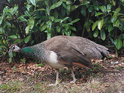 A female peacock wandering the grounds!