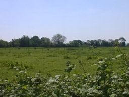A scattering of horses framed by a dense bush in front and the broad, hazy sky behind.